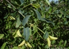 <i>Dolichandra cynanchoides</i> Cham. [Bignoniaceae]
