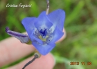 <i>Gelasine elongata</i> (Graham) Ravenna [Iridaceae]