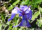 <i>Herbertia pulchella</i> Sweet [Iridaceae]