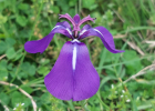 <i>Herbertia pulchella</i> Sweet [Iridaceae]