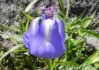 <i>Herbertia pulchella</i> Sweet [Iridaceae]