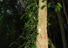 <i>Philodendron missionum</i> (Hauman) Hauman  [Araceae]