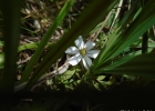 <i>Sisyrinchium sellowianum</i> Klatt [Iridaceae]