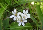 <i>Sisyrinchium sellowianum</i> Klatt [Iridaceae]