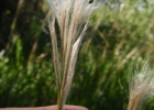 <i>Andropogon leucostachyus</i> Kunth [Poaceae]