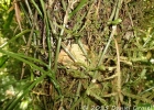 <i>Philodendron missionum</i> (Hauman) Hauman  [Araceae]