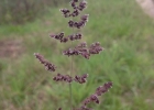 <i>Chascolytrum rufum</i> J. Presl [Poaceae]