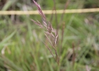 <i>Calamagrostis viridiflavescens</i> (Poir.) Steud. [Poaceae]