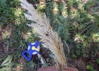 <i>Calamagrostis viridiflavescens</i> (Poir.) Steud. [Poaceae]