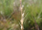 <i>Danthonia montana</i> Döll [Poaceae]