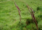 <i>Danthonia secundiflora</i> J. Presl [Poaceae]