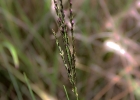 <i>Digitaria phaeotrix</i> (Trin.) Parodi [Poaceae]