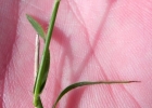 <i>Eragrostis neesii</i> Trin. [Poaceae]