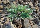 <i>Eragrostis neesii</i> Trin. [Poaceae]