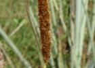 <i>Eriochrysis cayennensis</i> P. Beauv. [Poaceae]