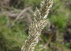 <i>Leptocoryphium lanatum</i> (Kunth) Nees [Poaceae]
