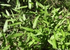 <i>Panicum schwackeanum</i> Mez [Poaceae]