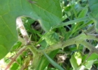 <i>Solanum aculeatissimum</i> Jacq. [Solanaceae]