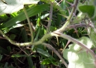 <i>Solanum aculeatissimum</i> Jacq. [Solanaceae]
