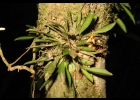<i>Anathallis adenochila</i> (Loefgr.) F. Barros [Orchidaceae]