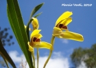 <i>Brasiliorchis porphyrostele</i> (Rchb.f.) R. Singer, S. Koehler & Carnevali [Orchidaceae]