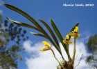 <i>Brasiliorchis porphyrostele</i> (Rchb.f.) R. Singer, S. Koehler & Carnevali [Orchidaceae]