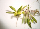 <i>Capanemia therezae</i> Barb. Rodr. [Orchidaceae]