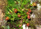 <i>Christensonella cogniauxiana</i> (Hoehne), Szlach., Mytnik, Górniak & Smiszek [Orchidaceae]