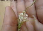 <i>Phymatidium delicatulum</i> Lindl. [Orchidaceae]