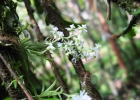 <i>Phymatidium delicatulum</i> Lindl. [Orchidaceae]