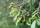 <i>Ocotea acutifolia</i> (Nees) Mez [Lauraceae]
