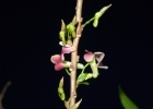 <i>Anchietea pyrifolia</i> (Mart.) G.Don [Violaceae]