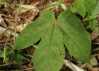 <i>Dalechampia stipulacea</i> Müll.Arg. [Euphorbiaceae]