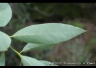 <i>Ocotea acutifolia</i> (Nees) Mez [Lauraceae]