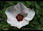 <i>Pavonia xanthogloea</i> Ekman [Malvaceae]