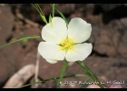 <i>Ludwigia longifolia</i> (DC.) H.Hara [Onagraceae]