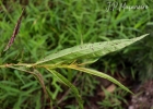 <i>Ludwigia longifolia</i> (DC.) H.Hara [Onagraceae]
