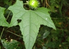 <i>Cyclanthera hystrix</i> (Gillies) Arn. [Cucurbitaceae]