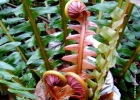 <i>Blechnum brasiliense</i> Desv. [Blechnaceae]