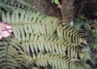 <i>Pteridium aquilinum</i> (L.) Kuhn [Dennstaedtiaceae]