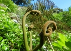 <i>Pteridium aquilinum</i> (L.) Kuhn [Dennstaedtiaceae]