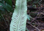 <i>Diplazium plantaginifolium</i> (L.) Urb. [Woodsiaceae]