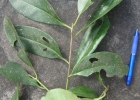 <i>Ilex theezans</i> Mart. ex Reissek [Aquifoliaceae]