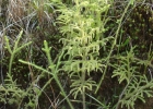 <i>Lycopodiella cernua</i> (L.) Pic. Serm. [Lycopodiaceae]