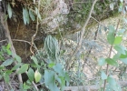 <i>Campyloneurum austrobrasilianum</i> (Alston) de la Sota [Polypodiaceae]