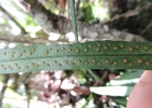 <i>Campyloneurum austrobrasilianum</i> (Alston) de la Sota [Polypodiaceae]