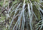 <i>Campyloneurum austrobrasilianum</i> (Alston) de la Sota [Polypodiaceae]