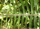 <i>Pecluma paradiseae</i> (Langsd. & Fisch.) M.G. Price [Polypodiaceae]