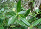 <i>Ilex theezans</i> Mart. ex Reissek [Aquifoliaceae]