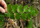 <i>Adiantum pentadactylon</i> Langsd. & Fisch. [Pteridaceae]